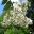 Lagerstroemia Indica hybrid Shrub/tree  with white flowers