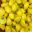 Cucurbita pepo, yellow button squash or PattyPan Squash