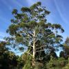 Eucalyptus grandis -Flooded Gum - Sydney Botanical Gardens