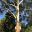 Eucalyptus grandis - Flooded Gum lower trunk rough bark, upper trunk is smooth silver grey where bark has peeled away.