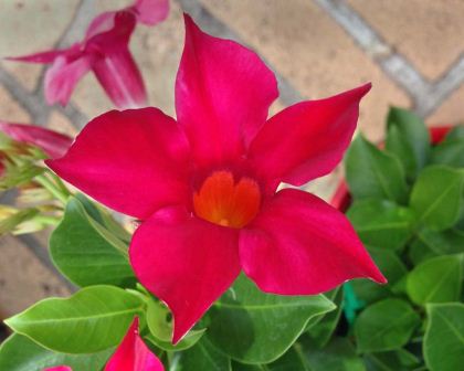 Mandevilla hybrid Aloha Red, bred by Ramm Botanicals of Australia