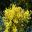 Acacia pubescens - Downy Wattle