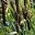 Typha latifolia, Bullrush