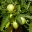 Solanum muricatum fruit