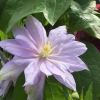 Clematis Belle of Woking has the most delicate pale pink double flowers. Group 2