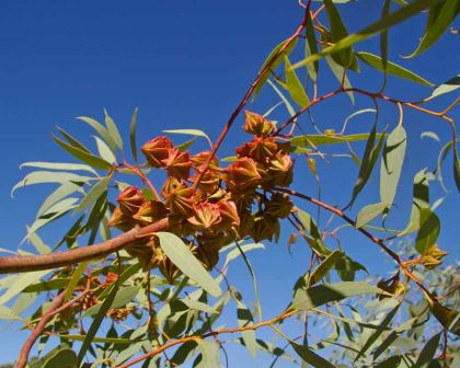 Eucalyptus kingsmillii - gum nuts have vertical ridges