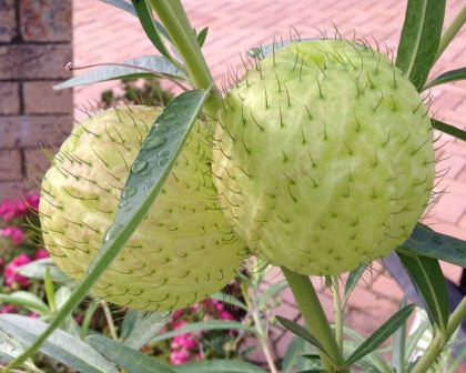 Gomphocarpus physocarpus, balloon plant