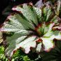 Begonia   Rex cultorum group
