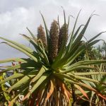 Aloe speciosa 