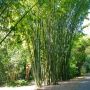 Bambusa oldhamii 