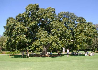 Ficus Altissima - Sydney Botanic Gardens
