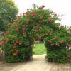 Campsis radicans archway at Oxford University, UK.