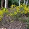Acacia brachybotrya - Australian National Botanic Gardens Canberra in September