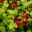 Ivy leaf pelargonium - Chun Cho - bushy perennial
