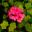 Ivy Leaf Pelargonium Crocodile - deep rose pink flowers