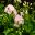 Pelargonium Ivy leaf - pale mauve double flowers
