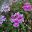 Pelargonium peltatum - most Ivy Leafed hybrids orginate from this species