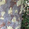 Corymbia maculata - darker bark flakes away leaving smooth white-grey bark