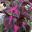 Perilla magilla 'Purple' the Beefsteak Plant