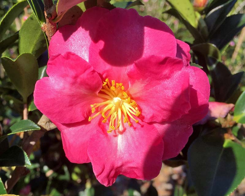 GardensOnline: Camellia sasanqua cultivars