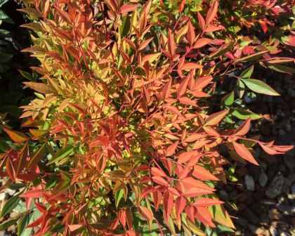 Nandina domestica 'Gulf Stream" - light green and orange-pink leaves