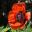 Papaver orientale - the Oriental Poppy, the is 'Beauty of Livermere'