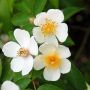 Rosa filipes - Species Rose
