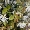 Loropetalum chinense - Fringe Flower - white flowers in spring - new leaves many shades of green
