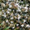 Loropetalum chinense - Fringe Flower - white flowers in spring