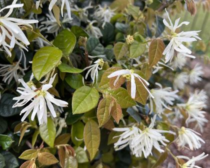 Loropetalum chinense - Fringe Flower - white flowers in spring - new leaves many shades of green