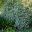 Acokanthera oblongifolia variegata