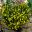 Lampranthus aureus