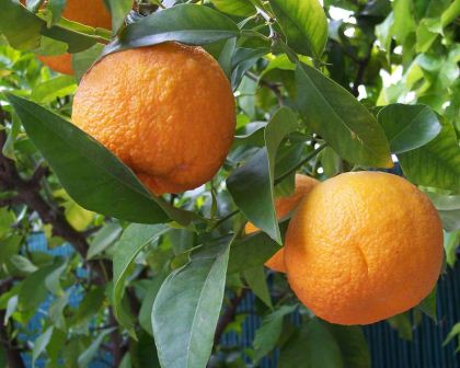Citrus × aurantium, Seville Orange - photo A Barra