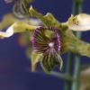 Dendrobium New Guinea