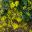 Brachyglottis laxifolia - medium size shrub bears masses of yellow daisy-like flowers in Summer