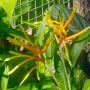 Heliconia longiflora 