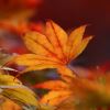 Acer palmatum, the autumn colours are so much more intense in Japan