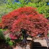 Acer Palmatum Seiryu has brilliant red bronze folliage - Spring, Everglades, Blue Mountains