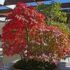 Bonsai forest of Acer palmatum - part of the Bonsai collection in the National Arboretum Canberra