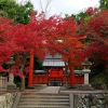 Acer plamatum at Tenryu-Ji Temple, Kyoto, Japan.