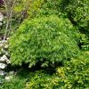 Acer palmatum Sekimori -  Jubilee Gardens, Hobart