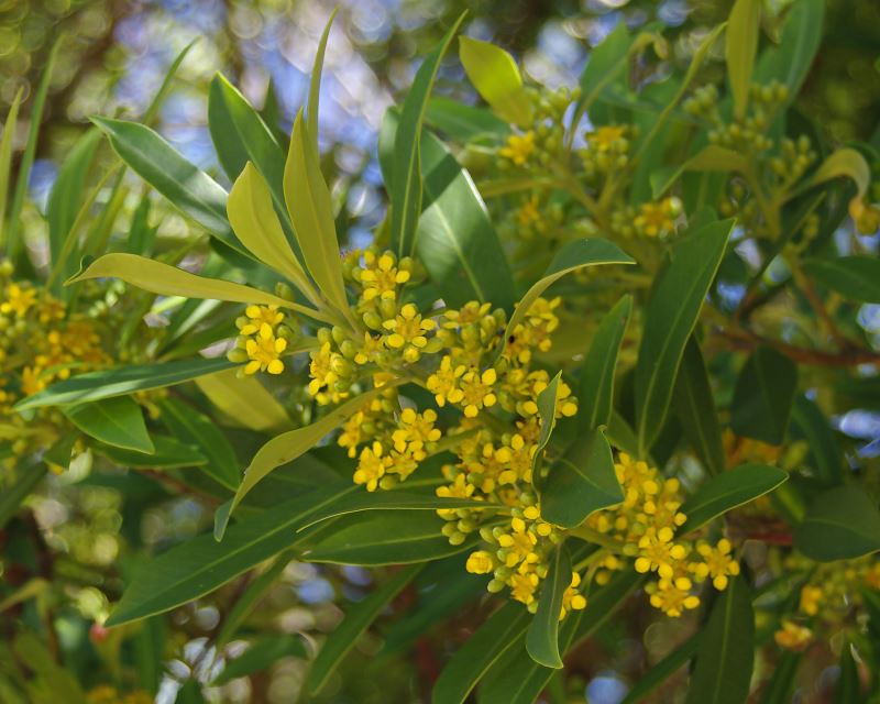 Tristaniopsis laurina  - Water Gum - clusters of yellow flowers