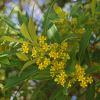 Tristaniopsis laurina  - Water Gum - clusters of yellow flowers