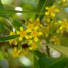 Tristaniopsis laurina - Water Gum - Yellow flowers