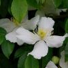 The white flowers of Clematis montana Alba
