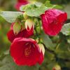 Abutilon hybridum 'Bella Red'  has deep red lantern shaped flowers