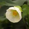 Abutilon hybridum 'White King'