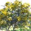 Cootamundra Wattle in full bloom, acaia baileyana