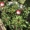 Protea cynaroides 'Little Prince' - a compact cultivar