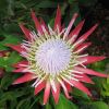Protea cynaroides - Little Prince, a new compact King Protea especially good for containers and small gardens.  Birds love it.